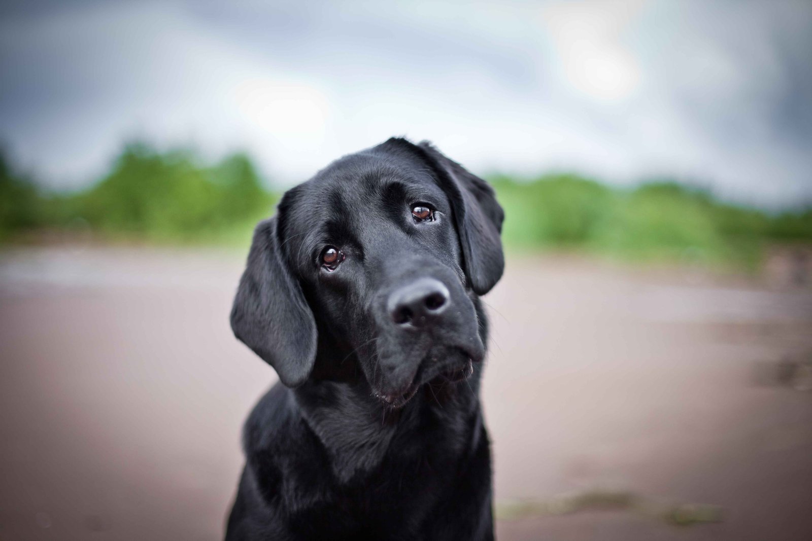 Dog img